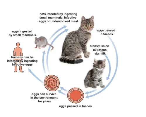 دورة حياة ديدان القطط