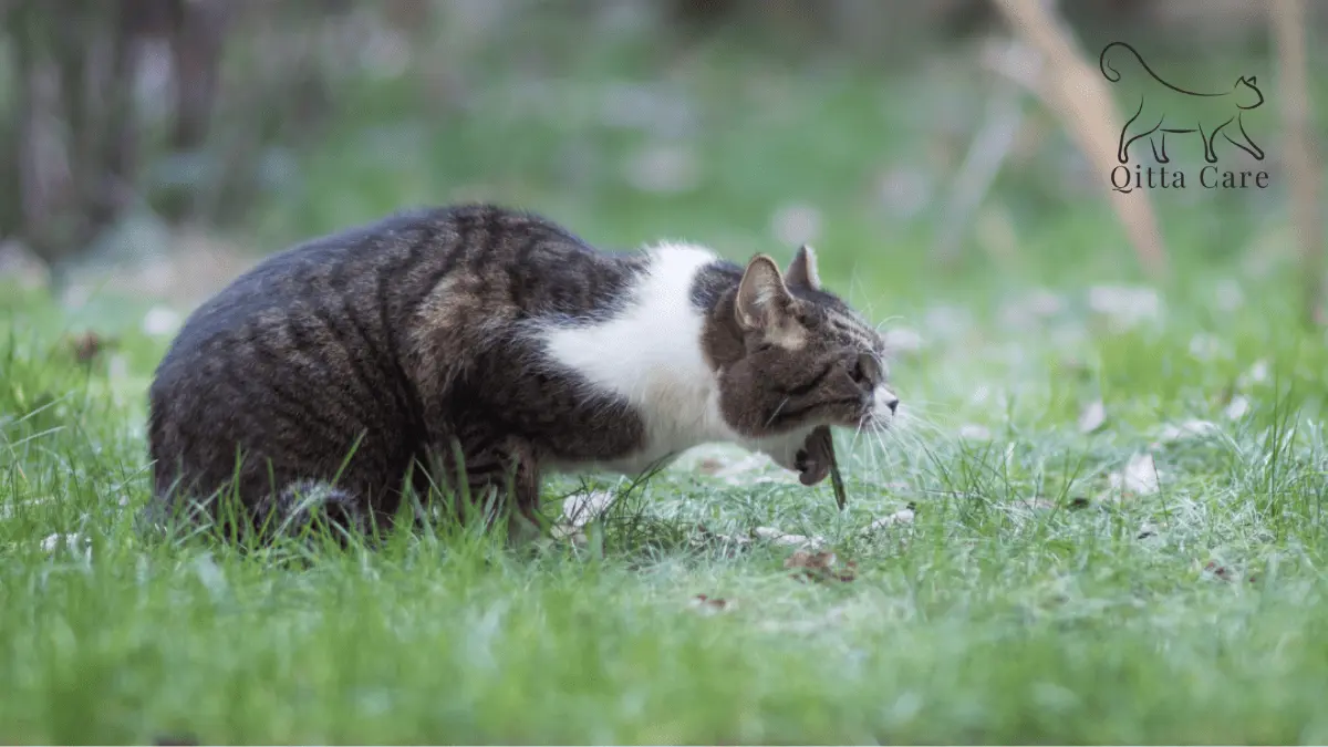 سبب ترجيع القطط رغاوي بيضاء