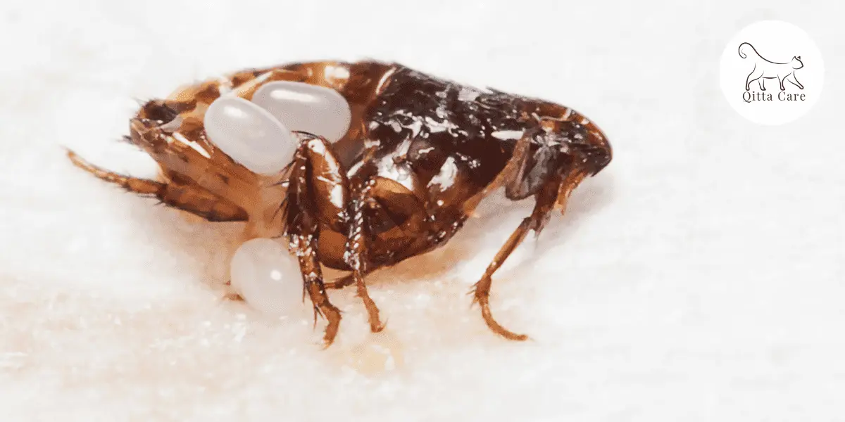 شكل البراغيث في القطط