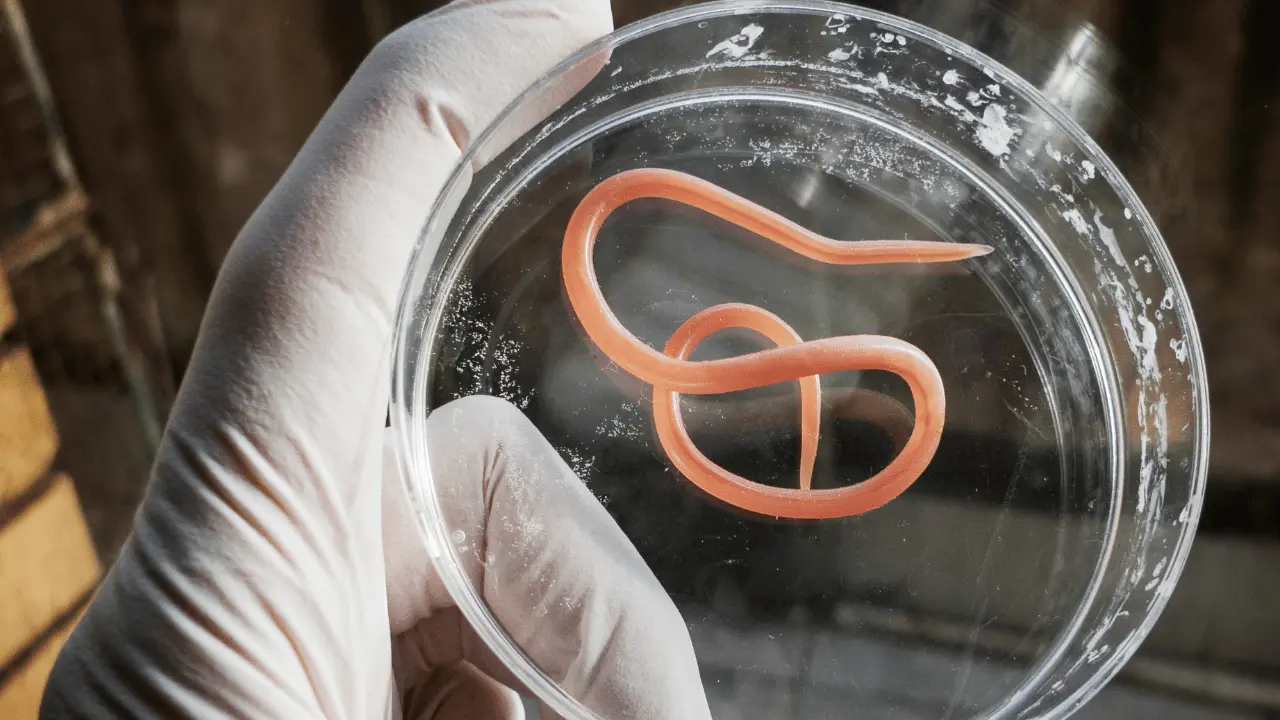 علاج الديدان عند القطط