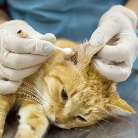 التخلص من رائحة جسم القطط