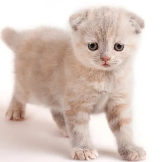 ترويض القطط الصغيرة