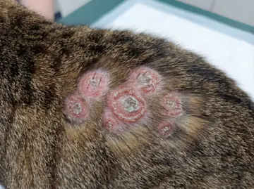 شكل الفطريات عند القطط