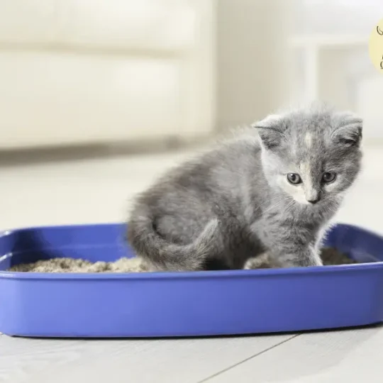 متى تبدأ القطط الصغيرة بالتبرز