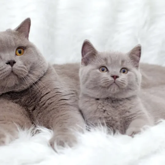 مراحل عمر القطط بالصور