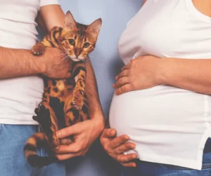 هل القطط تسبب الامراض