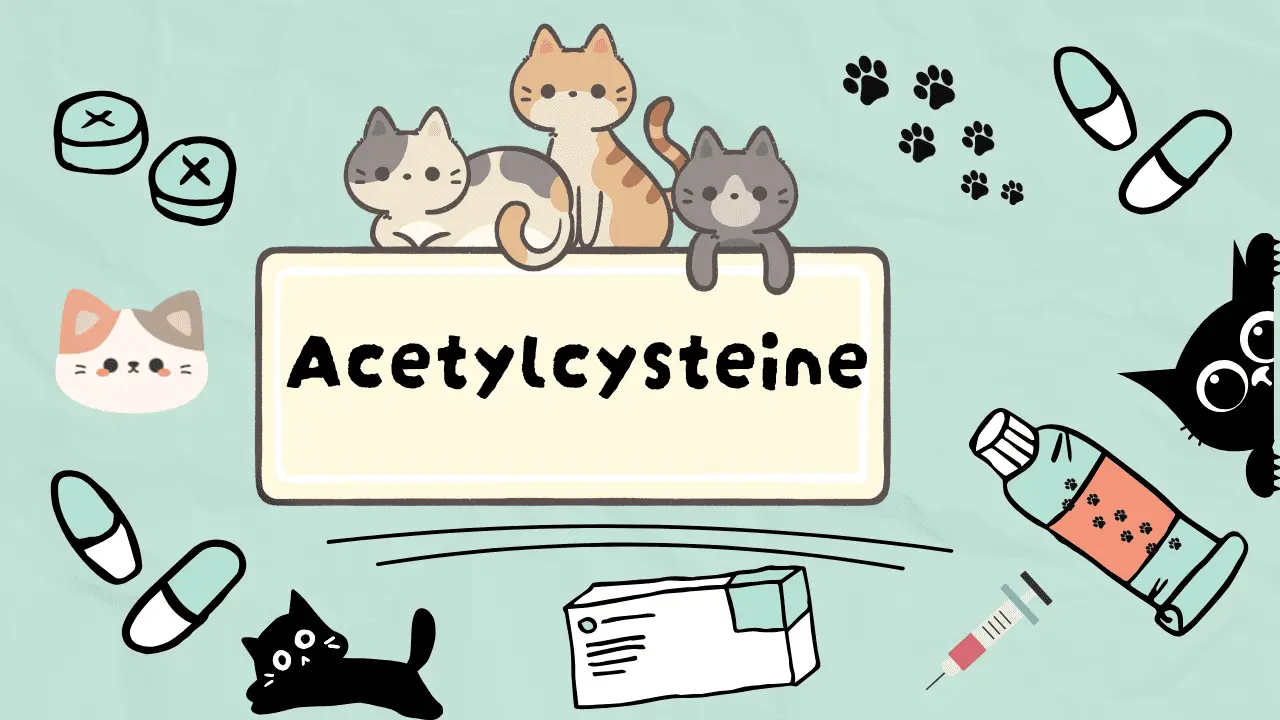 أسيتيل سيستئين للقطط