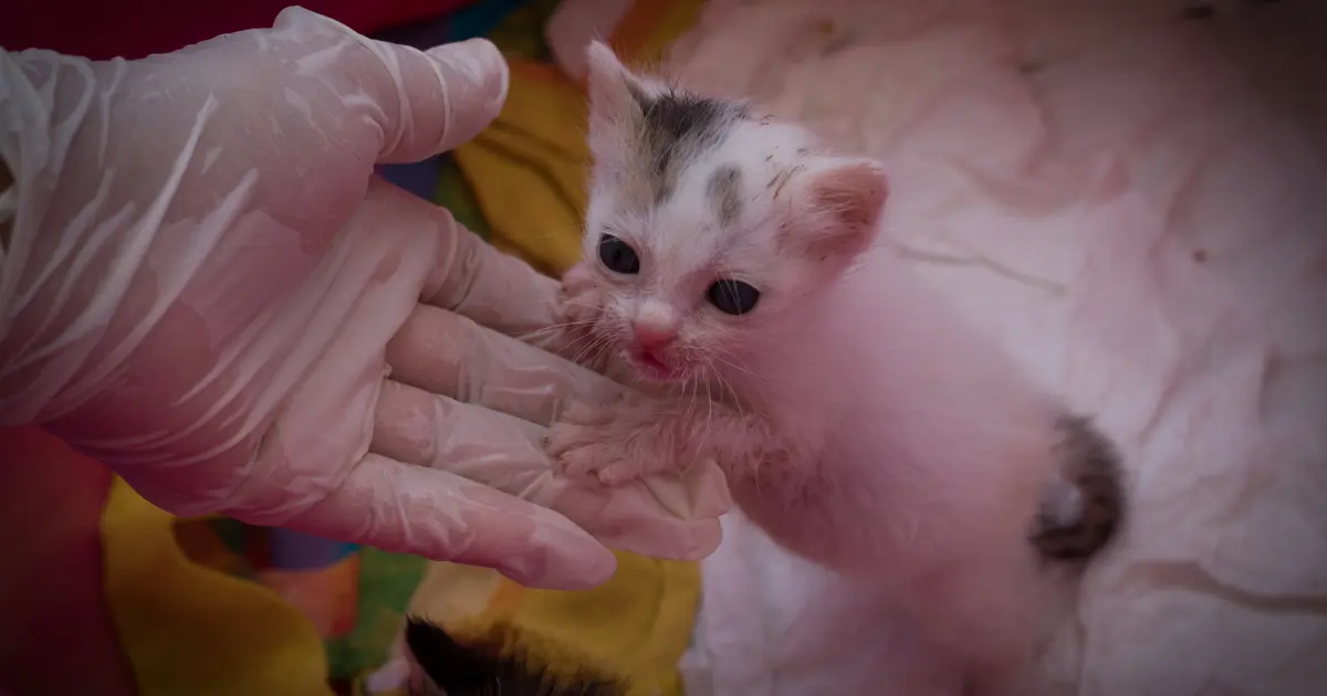 اسباب موت القطط الصغيرة