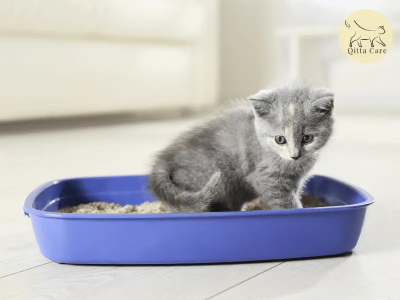 براز القطط الصغيرة