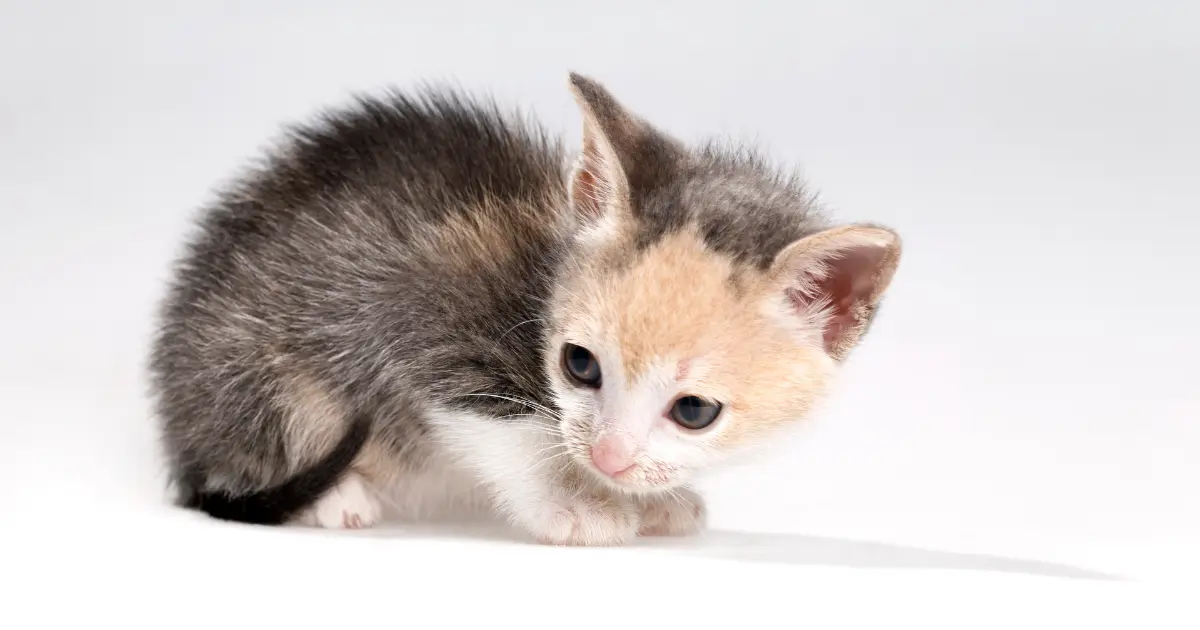 جفاف القطط الصغيرة