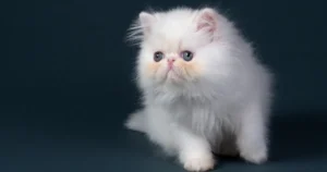 قطط شيرازي صغيرة