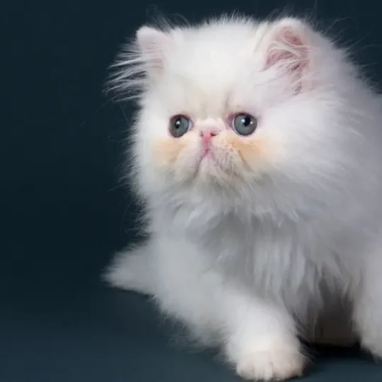 قطط شيرازي صغيرة