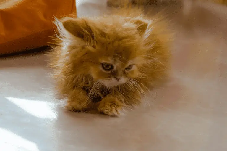 صفات القطط الشيرازية الصغيرة