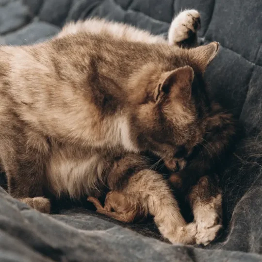 ولادة القطط لأول مرة