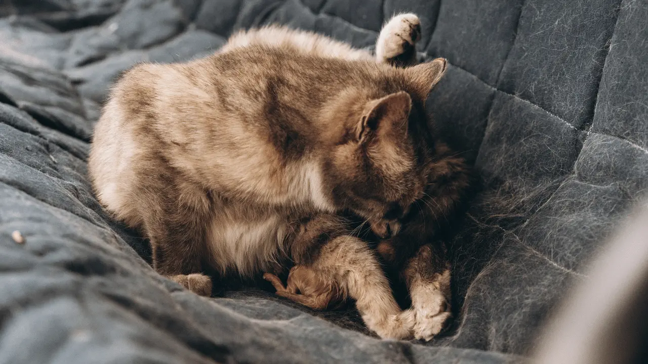 ولادة القطط لأول مرة