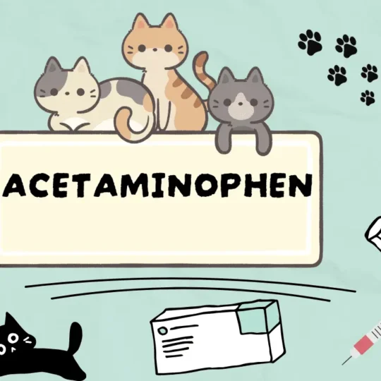 الباراسيتامول للقطط