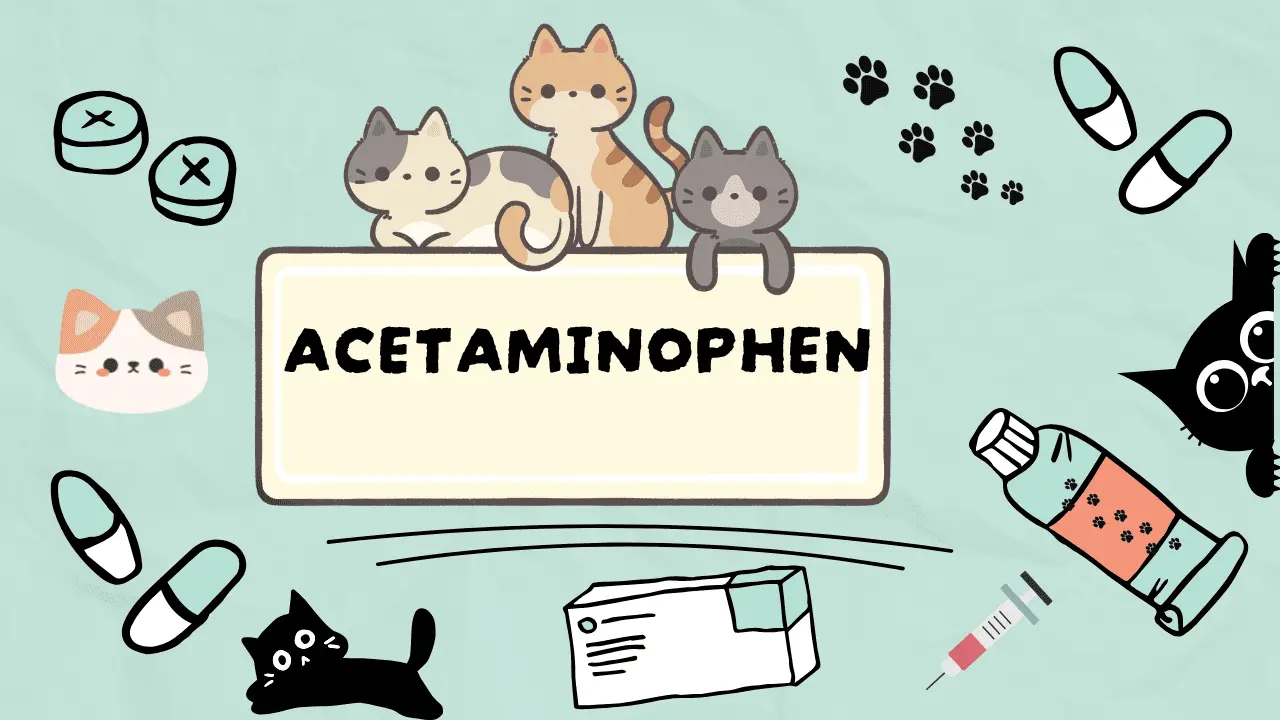 الباراسيتامول للقطط