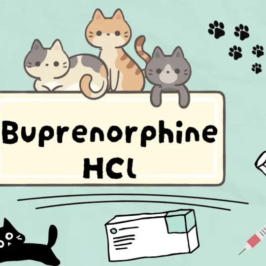 دواء تخفيف الم القطط