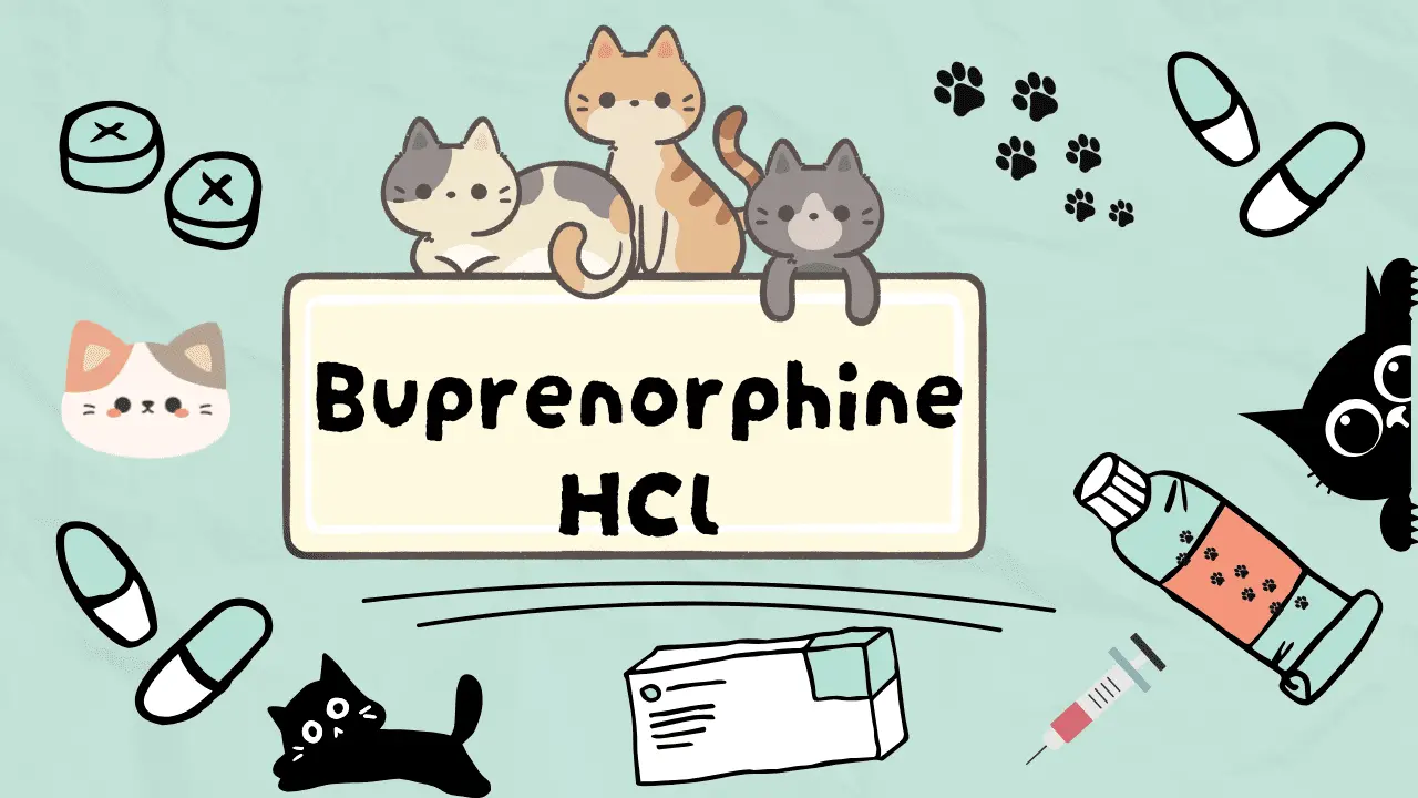 دواء تخفيف الم القطط