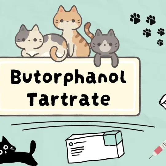 أهم مسكنات الألم للقطط