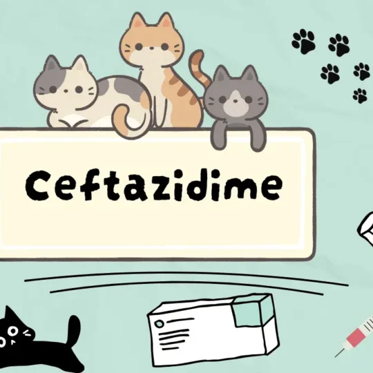 سيفتازيديم للقطط