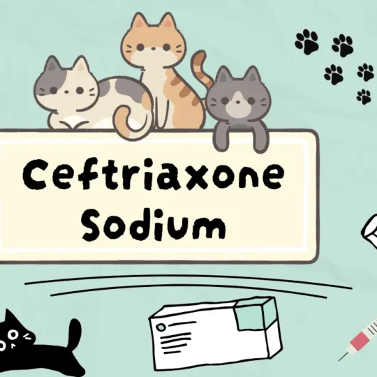 سيفترياكسون صوديوم للقطط