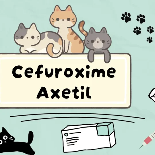 سيفوروكسيم أكسيتيل للقطط