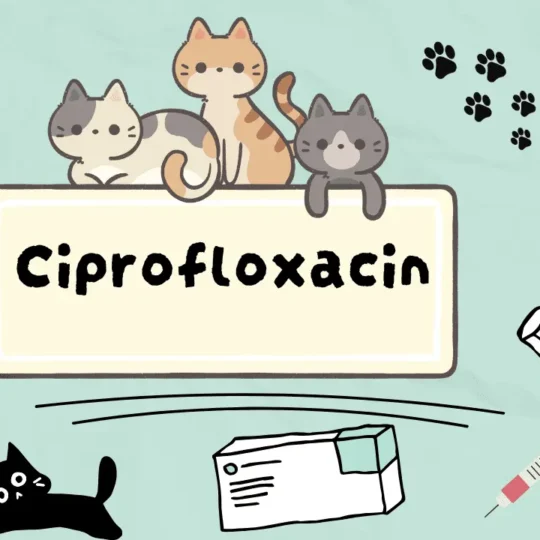 سيبروفلوكساسين للقطط