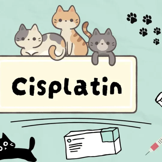 هل سيسبلاتين آمن للقطط . وماهي مخاطره