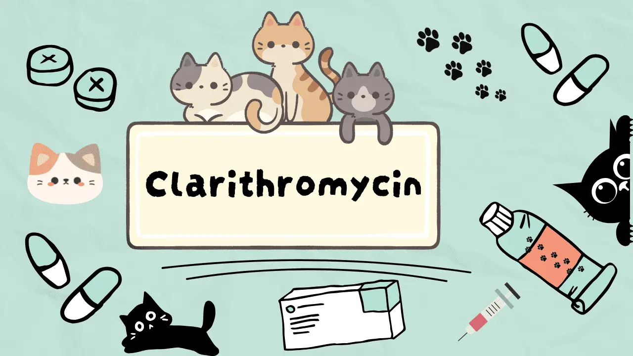 كلاريثرومايسين للقطط