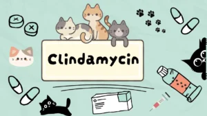 كليندامايسين للقطط