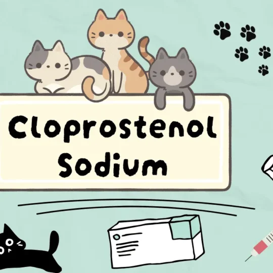 دواء لعلاج تقيح رحم القطط