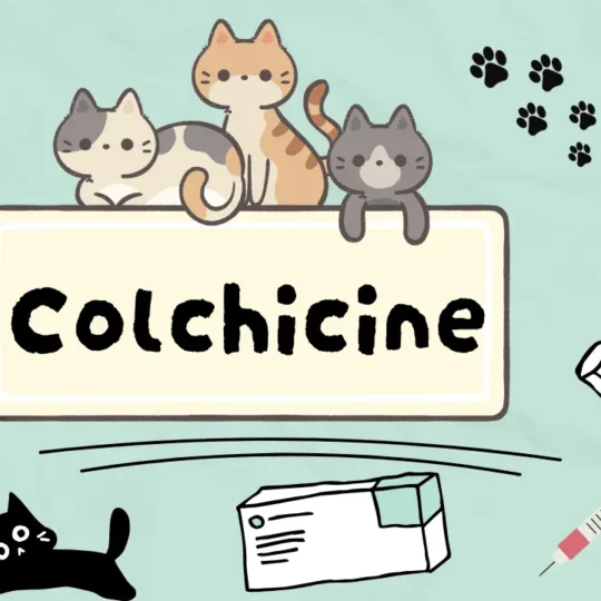 الكودايين للقطط