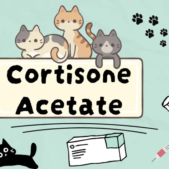 كورتيزون أسيتات للقطط