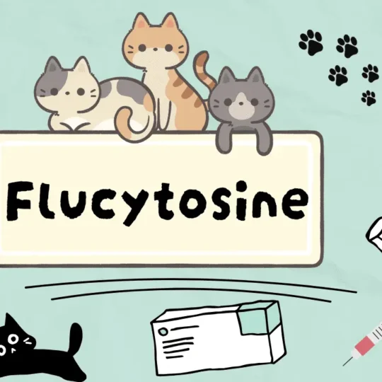 فلوسيتوسين للقطط