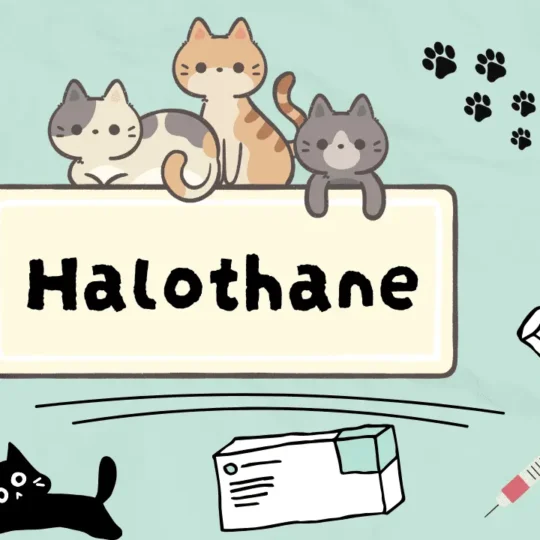 هالوثين للقطط