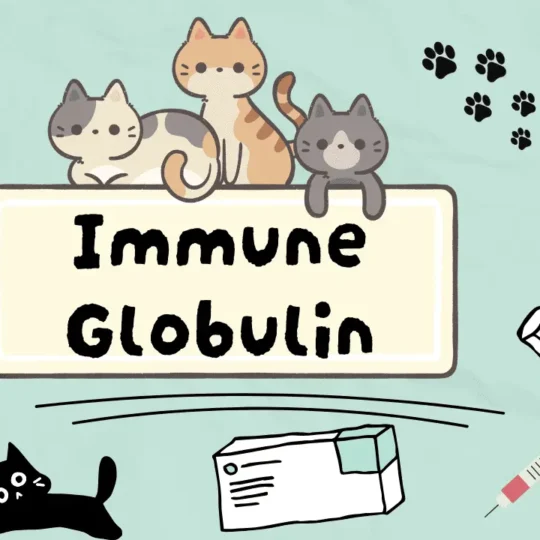 الغلوبولين المناعي للقطط