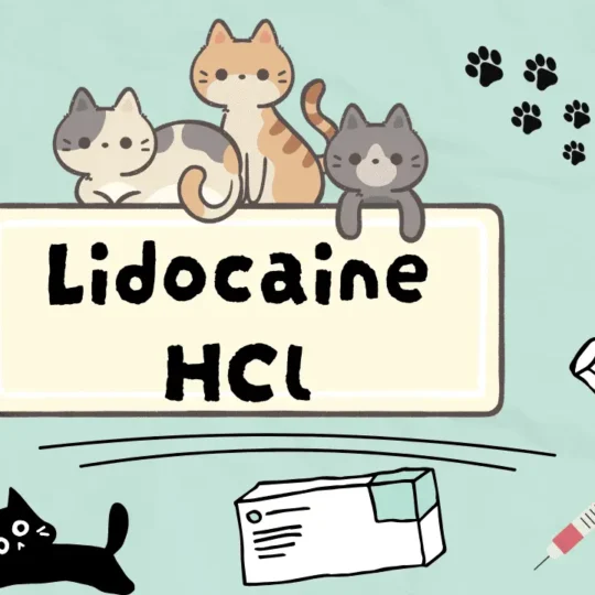 الليدوكايين هيدروكلوريد للقطط