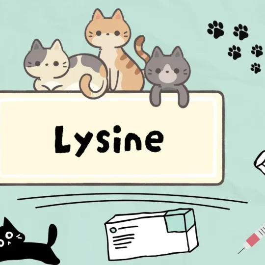 ليسين للقطط