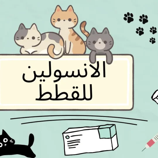 الانسولين للقطط