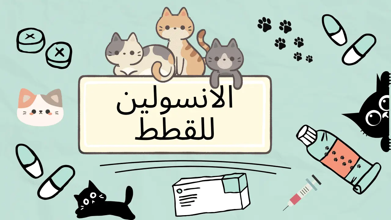 الانسولين للقطط