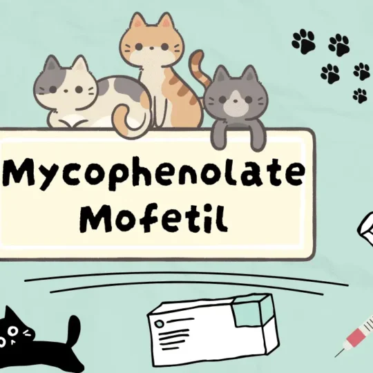 مايكوفينولات موفيتيل للقطط