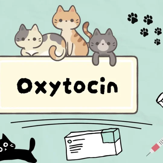 الأوكسيتوسين للقطط