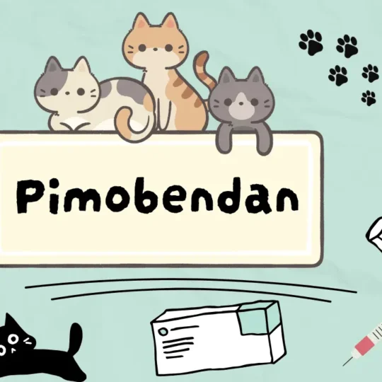 بيموبندان للقطط