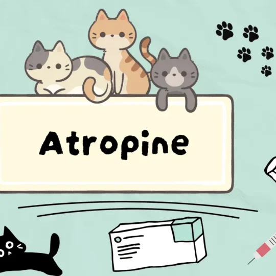 الأتروبين للقطط