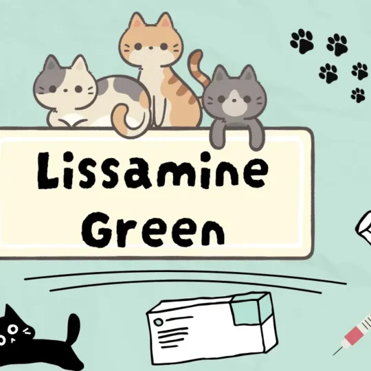 اخضر الليسامين للقطط