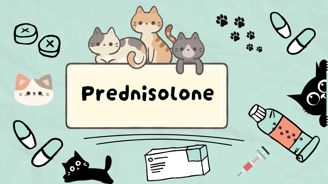 بريدنيزولون للقطط