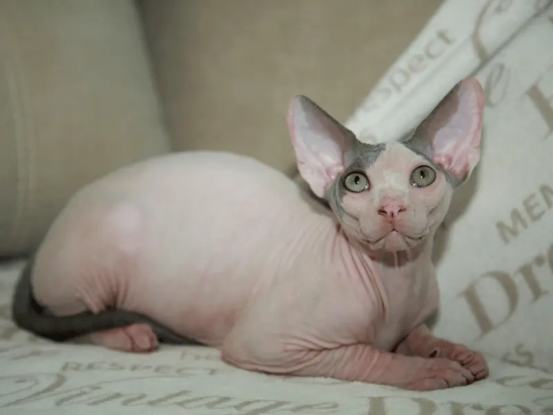 القط الفرعوني