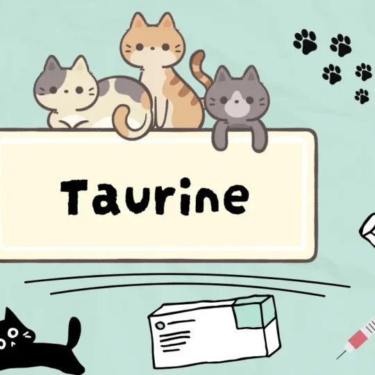 التورين للقطط