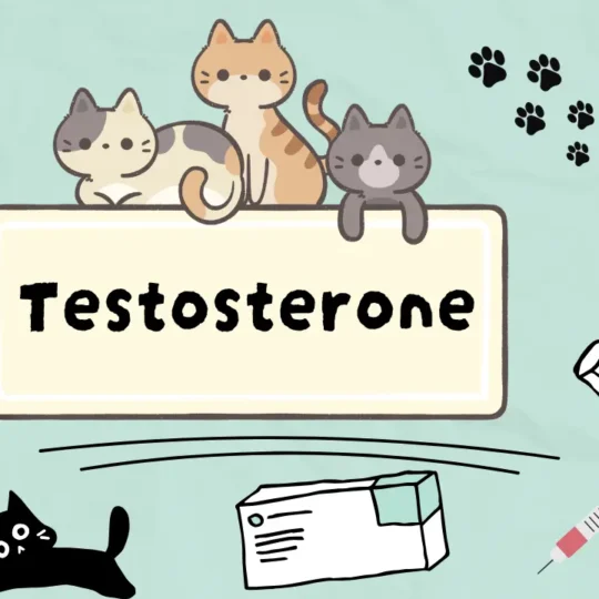 التستوستيرون للقطط
